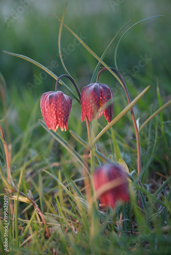 wild strawberry in the forest