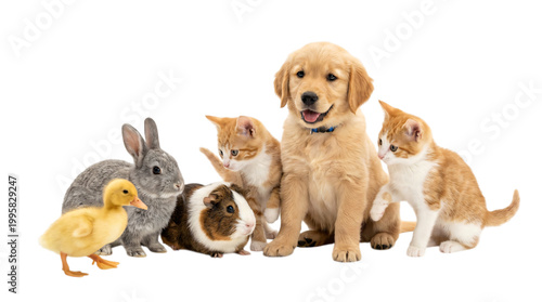 Cute animals group with dog, cats, rabbit and duck isolated on transparent background