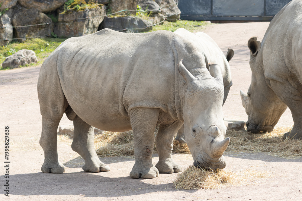 Fototapeta premium white rhino in zoo