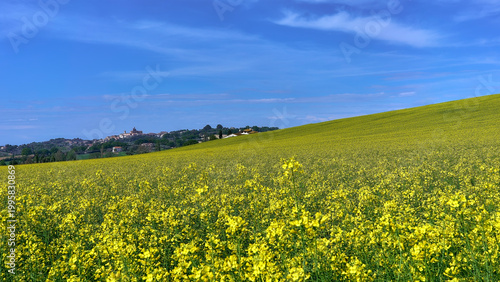 Rapeseed field landscape with Monte San Vito in the background