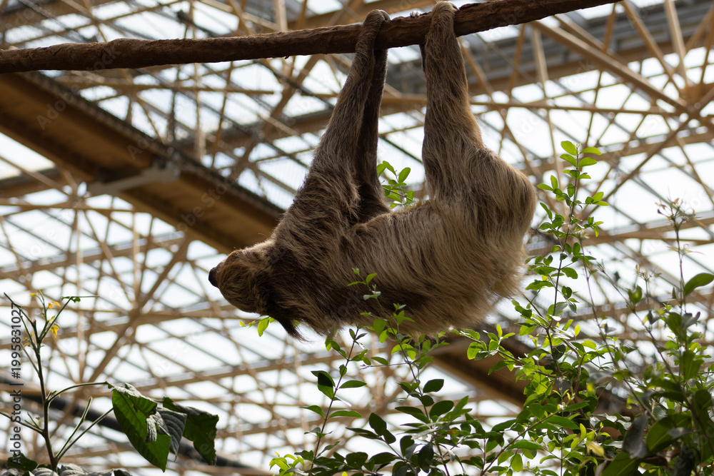 Fototapeta premium Sloth