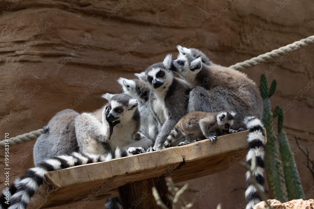 Fototapeta premium Family of lemurs