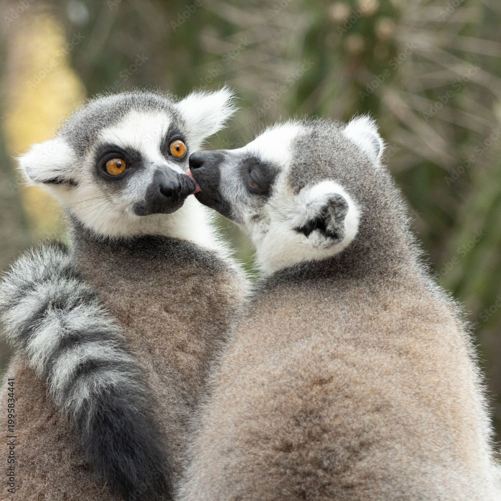 Fototapeta premium lemurs making out