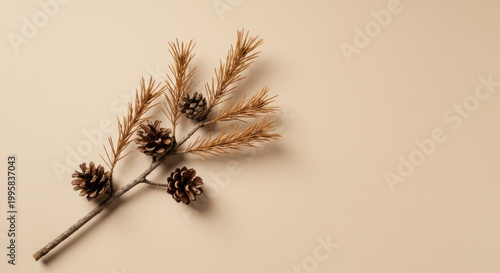 Pine cones on a branch.