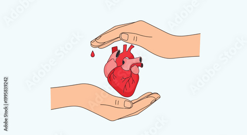 A person is carefully holding a human heart in their cupped hands.