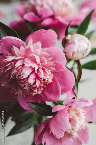 Lush pink peonies in full bloom with green leaves. Beautiful floral background, macro shot of spring flowers.