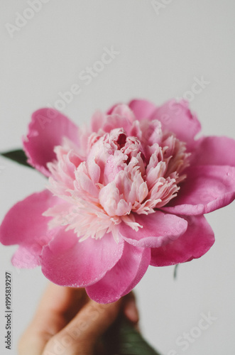 Minimalist shot of a hand holding a vibrant pink peony flower against a white background. Delicate floral aesthetic with soft natural lighting.