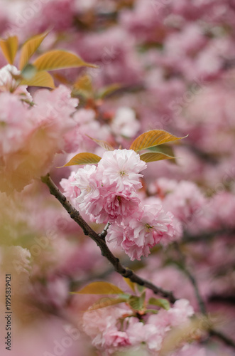 Beautiful double-flowered Japanese cherry blossom tree in spring garden. Soft pastel pink floral background for spring season.