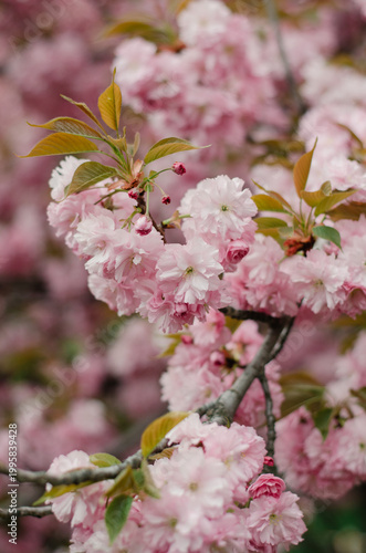 Beautiful double-flowered Japanese cherry blossom tree in spring garden. Soft pastel pink floral background for spring season.