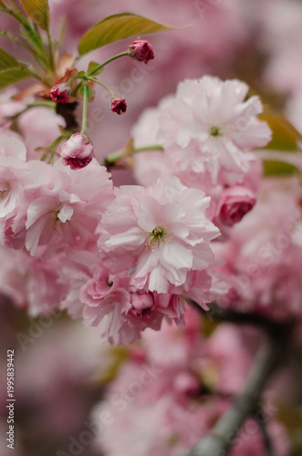 Beautiful double-flowered Japanese cherry blossom tree in spring garden. Soft pastel pink floral background for spring season.