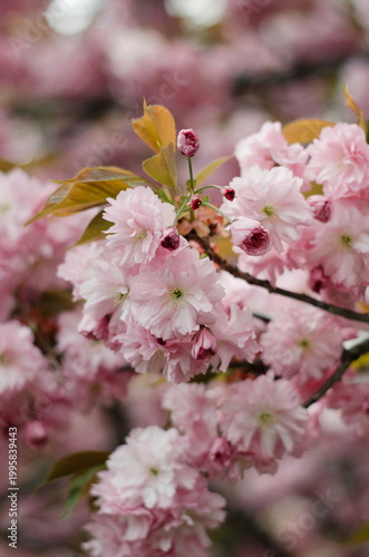 Beautiful double-flowered Japanese cherry blossom tree in spring garden. Soft pastel pink floral background for spring season.