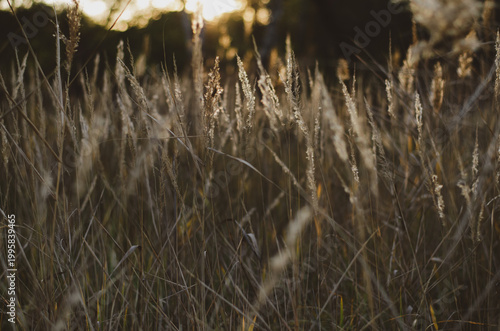 Golden wild grass field at sunset. Soft focus, atmospheric nature background.