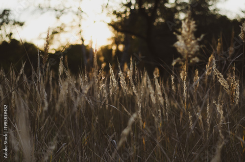 Golden wild grass field at sunset. Soft focus, atmospheric nature background.