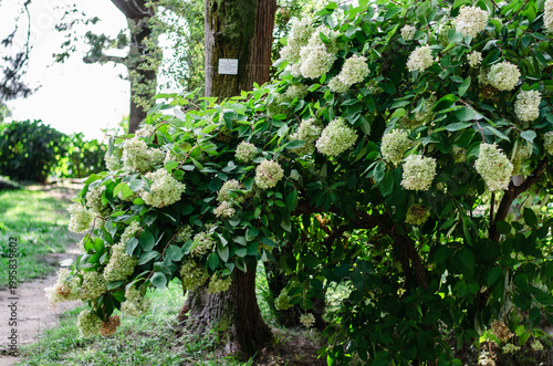 Lush panicle hydrangea bush with large white and lime green flower heads blooming in a sunny summer garden.