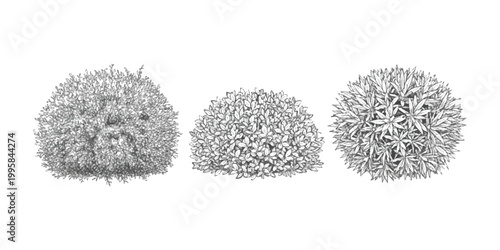 Set of three hand drawn garden bushes and shrubs in black and white sketch style