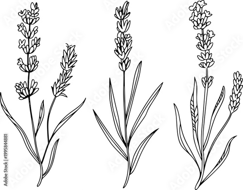 Hand-drawn line of lavender sprigs a white background, botanical floral