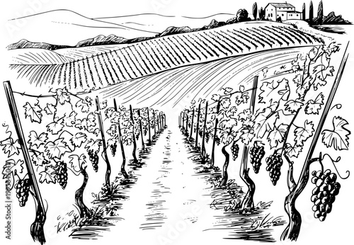 Hand-drawn of a tuscan vineyard with rolling hills and a farmhouse grapes wine countryside