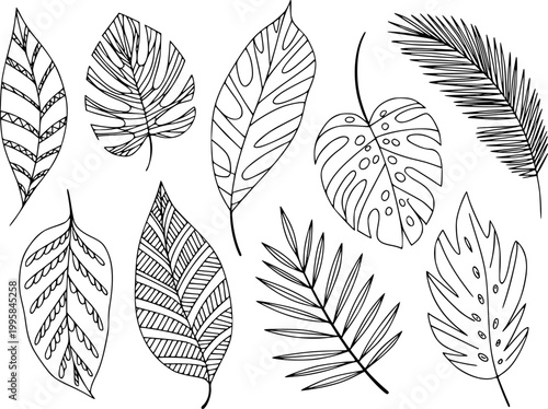 Hand-drawn tropical leaves collection, monstera and palm, black outline white leaf