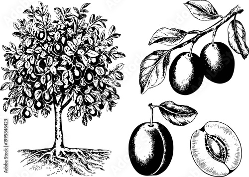 Vintage engraving style plum tree with fruit and isolated plums white background