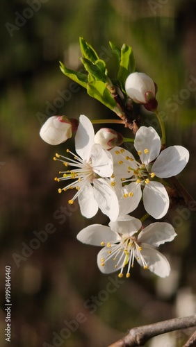 cherry tree flower
