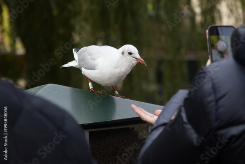 Seagull being fed by hand and photographed on a phone in a park