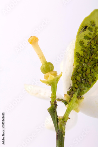Green aphids infesting citrus plant shoot and flower
