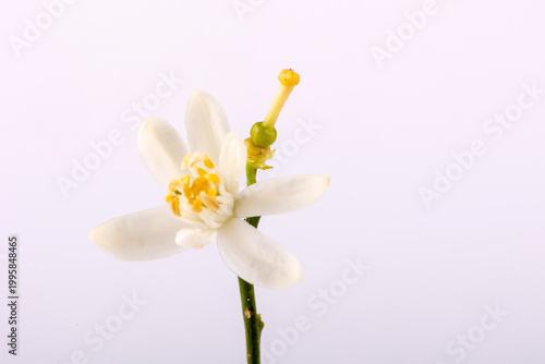Slika na platnu Orange blossom blooming with delicate white petals