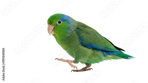 Green parrot standing on a branch isolated on transparent background
