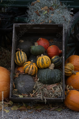 Heirloom Pumpkins and Squashes in Rustic Wooden Crate Harvest Display