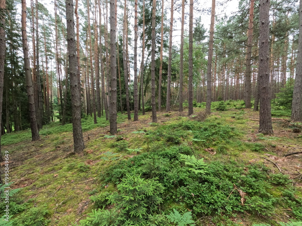 Fototapeta premium Deep green pine forest (Pinus) with young spruce (Picea) undergrowth. Natural woodland ecology, sustainable forestry, peaceful environment.