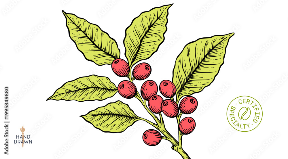 Fototapeta premium Botanical illustration, eco, organic specialty cafe branding. Vintage coffee branch bean plant sketch. Coffee plant bean branch identity. Bean branch plant coffee sketch graphic. Vector Illustration