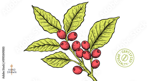 Botanical illustration, eco, organic specialty cafe branding. Vintage coffee branch bean plant sketch. Coffee plant bean branch identity. Bean branch plant coffee sketch graphic. Vector Illustration