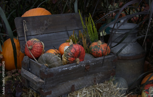 Assorted Pumpkins and Squashes in Rustic Wooden Box for Autumn Harvest