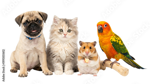 Cute animals dog cat hamster bird together isolated on transparent background