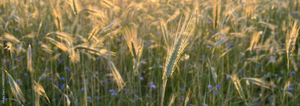 Obraz premium Rye Secale cereale field at golden sunset with ripening ears swaying in warm light, symbolizing wheat agriculture, harvest season and sustainable food production with natural rural landscape