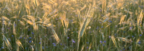 Rye Secale cereale field at golden sunset with ripening ears swaying in warm light, symbolizing wheat agriculture, harvest season and sustainable food production with natural rural landscape