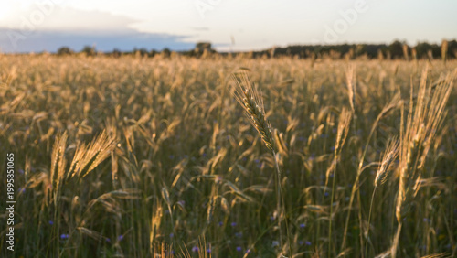 Rye Secale cereale field at golden sunset with ripening ears swaying in warm light, symbolizing wheat agriculture, harvest season and sustainable food production with natural rural landscape
