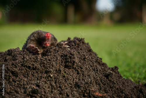Wild mole emerging from fresh dark molehill mound on green lawn, garden pest control, lawn care services, and landscaping damage awareness