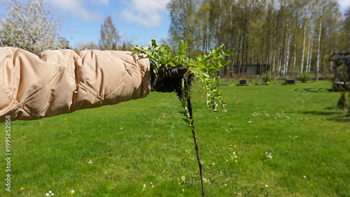 Hand holding freshly pulled dandelion Taraxacum officinale with long taproot removed from lawn, showing effective weed control, root extraction, garden care and edible medicinal plant use in spring