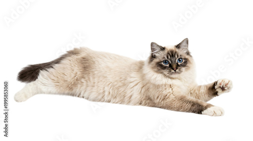 Ragdoll cat lying down looking up isolated on transparent background