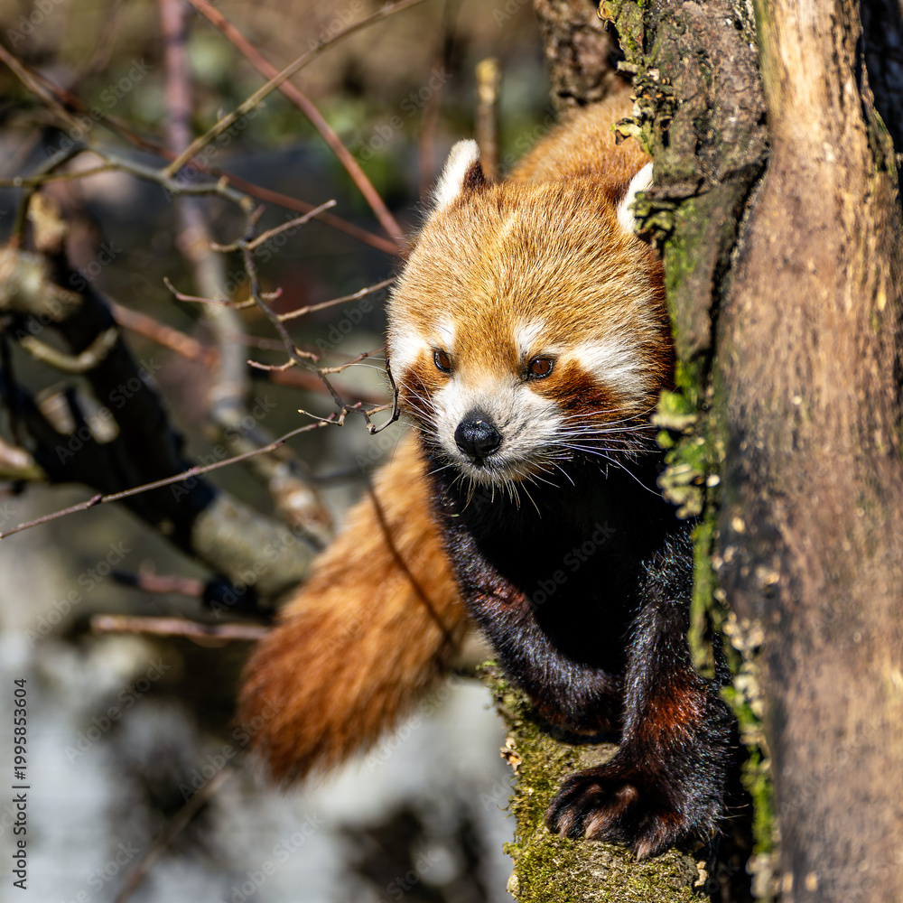 Fototapeta premium The red panda, Ailurus fulgens, also called the lesser panda.