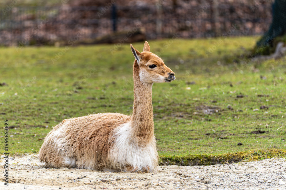 Fototapeta premium Vicunas, Vicugna Vicugna, relatives of the llama in a German park