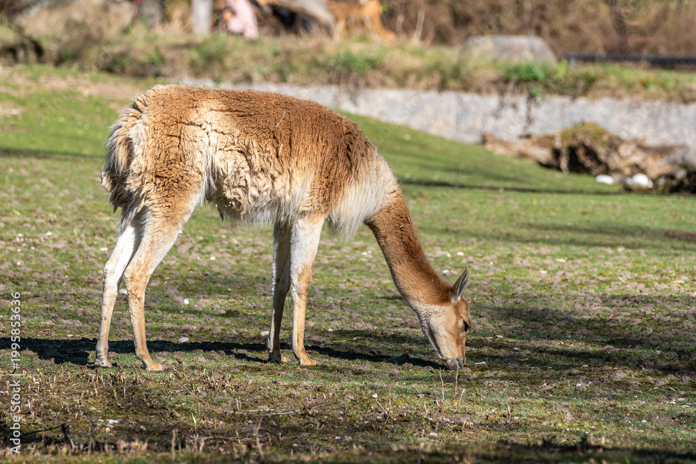 Fototapeta premium Vicunas, Vicugna Vicugna, relatives of the llama in a German park