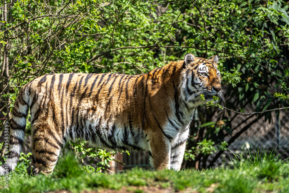 Obraz premium The Siberian tiger,Panthera tigris altaica in a park