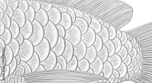 Detailed illustration of a fish's scaled body and fins on a white background in a realistic style similar to a (157).ai file