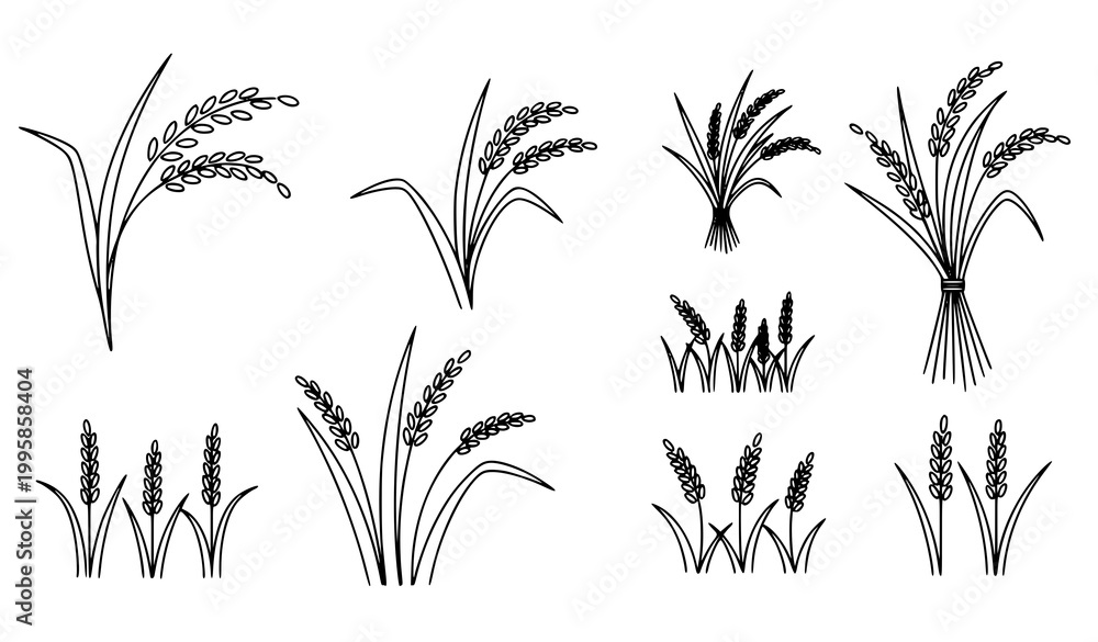 Obraz premium Minimal rice plant harvest vector set with simple grain stalk icons for agriculture concept isolated on white background