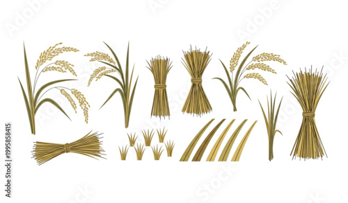 Rice field and harvest vector collection with paddy plants and grain elements for agriculture design isolated on white