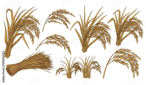 Rice plant harvest vector illustration set with grain stalks and paddy field elements isolated on white background