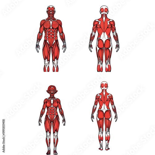 Human Muscular System Anatomy - Male and Female Front and Back Views