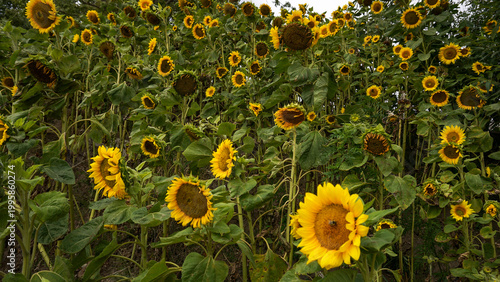 Field of yellow sunflowers showcasing their vibrant petals and healthy green leaves, creating a mesmerizing natural scenery. Perfect representation of summer, growth, and natural beauty.